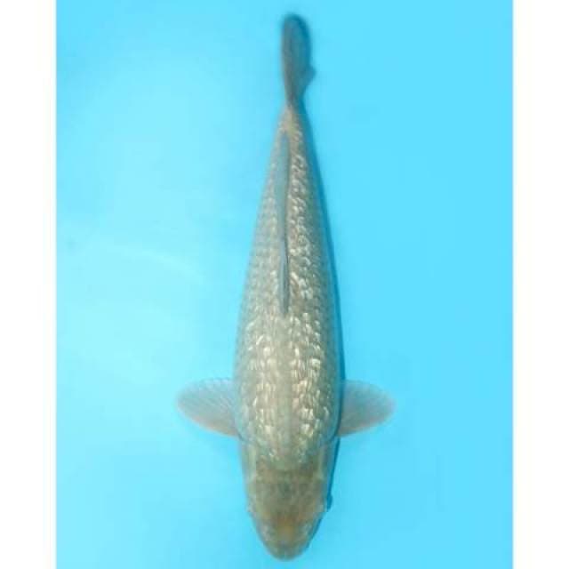 Penjinak Soragoi Ginrin F1 Berpunuk 50 cm