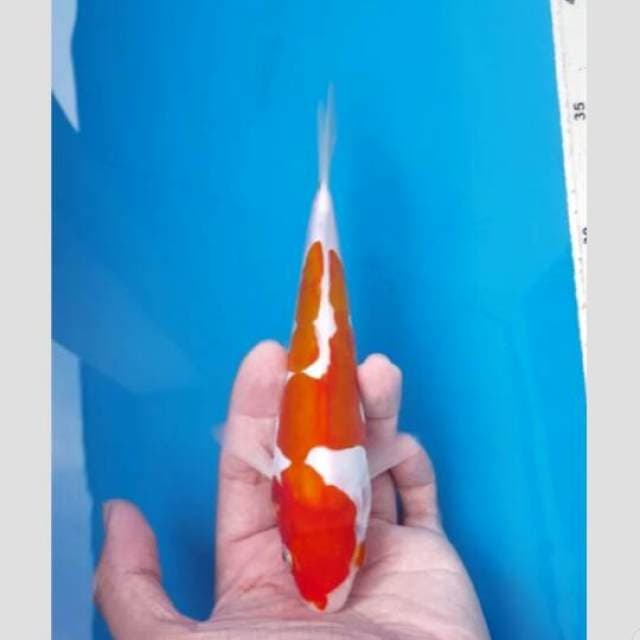 kohaku f1 doit oren bulky 22cm