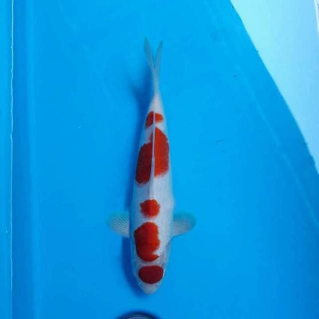 M.KOHAKU 30CM