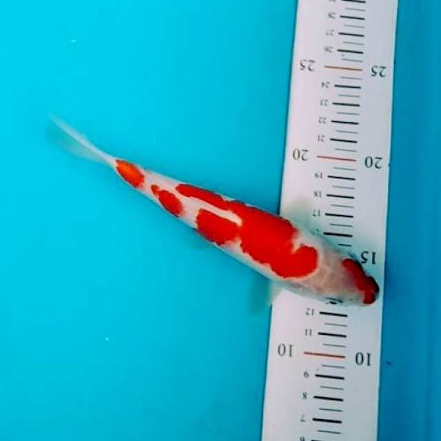 RED KOHAKU ORIGINAL