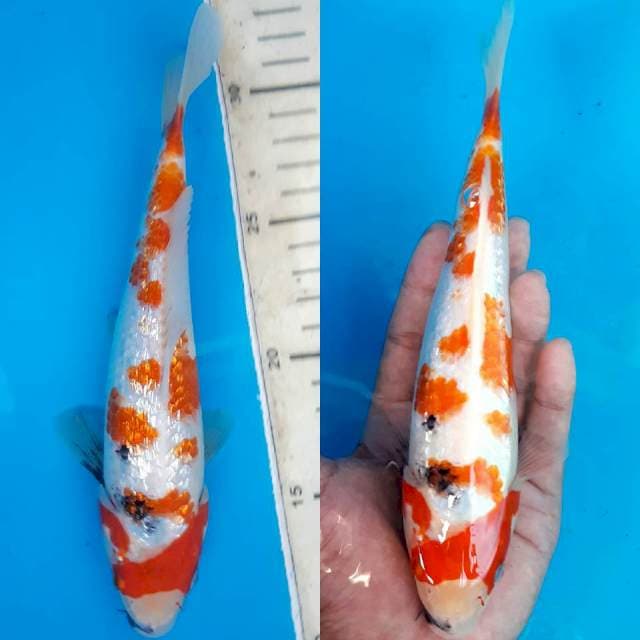 BS06 ORI PATTERN ShoGin Spesial Collection