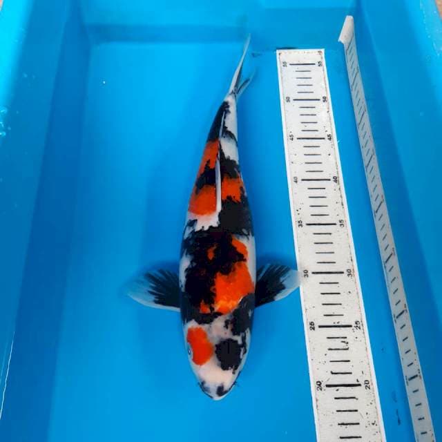 Showa 36 cm