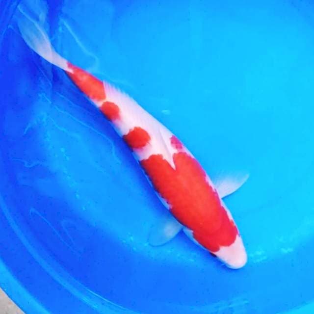 Kohaku strong