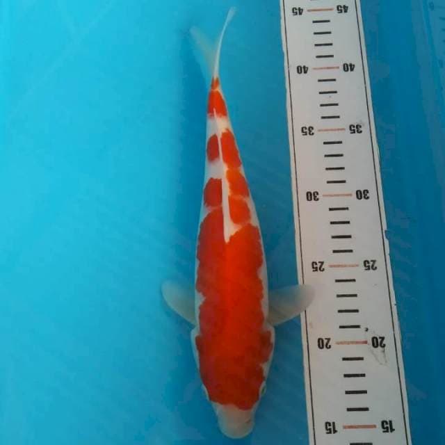 kohaku