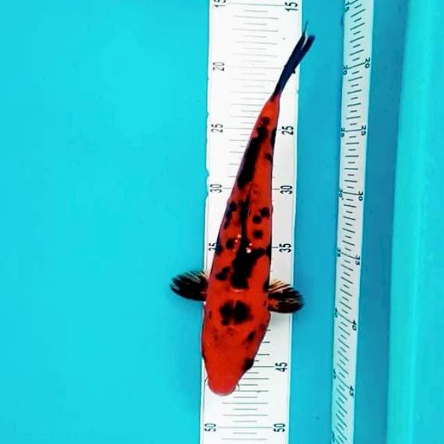 B. Aka Sanke #30cm
