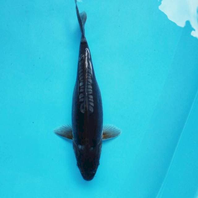 C. Black Aragoke #35cm