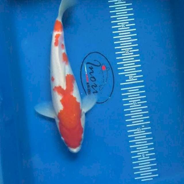 Kohaku 29cm