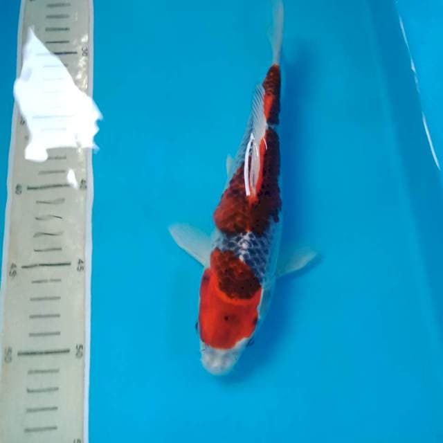 Goshiki 25 cm