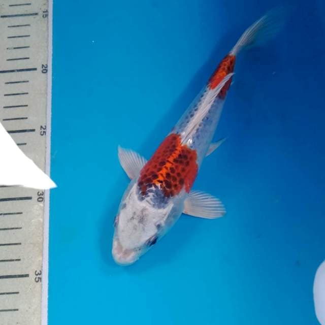 Kujaku 21 cm