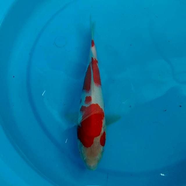 Kohaku 26cm