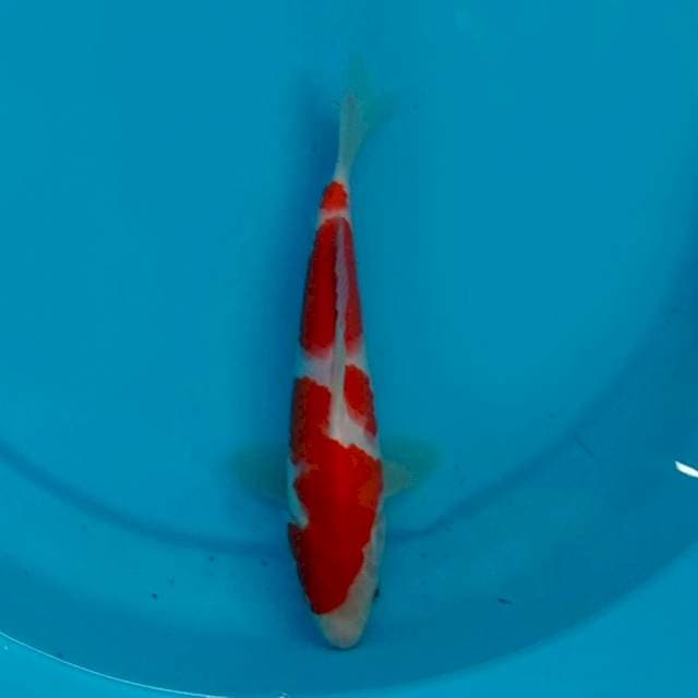 Kohaku 23cm