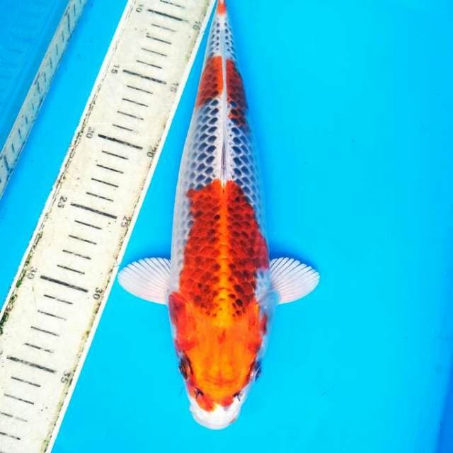 F1 KUJAKU BODY KEKAR 34 CM