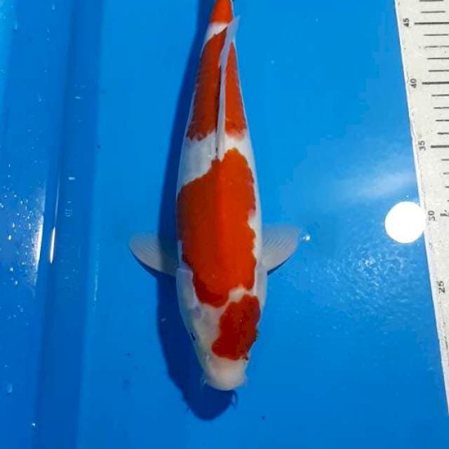 KOHAKU 33 CM