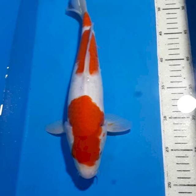 KOHAKU 31 CM