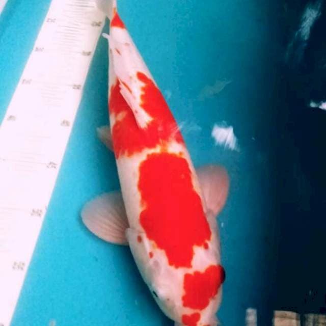 Kohaku Male 41cm