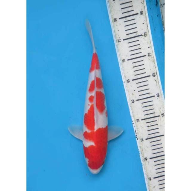 Kohaku Original 37cm