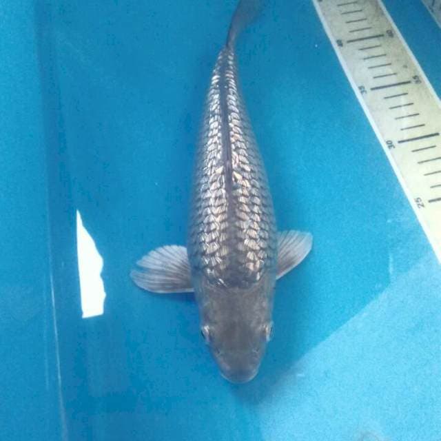 Soragoi Ginrin bulky, Male 29 cm