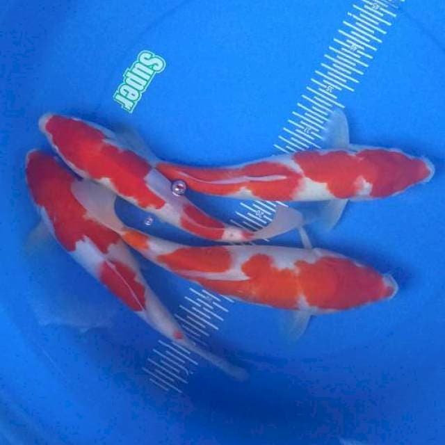 4 kohaku 30cm up
