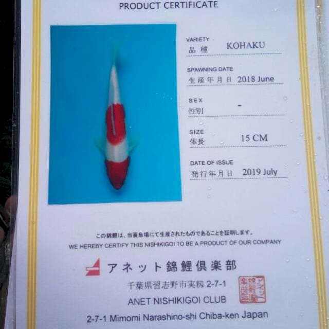 Kohaku anetto serti