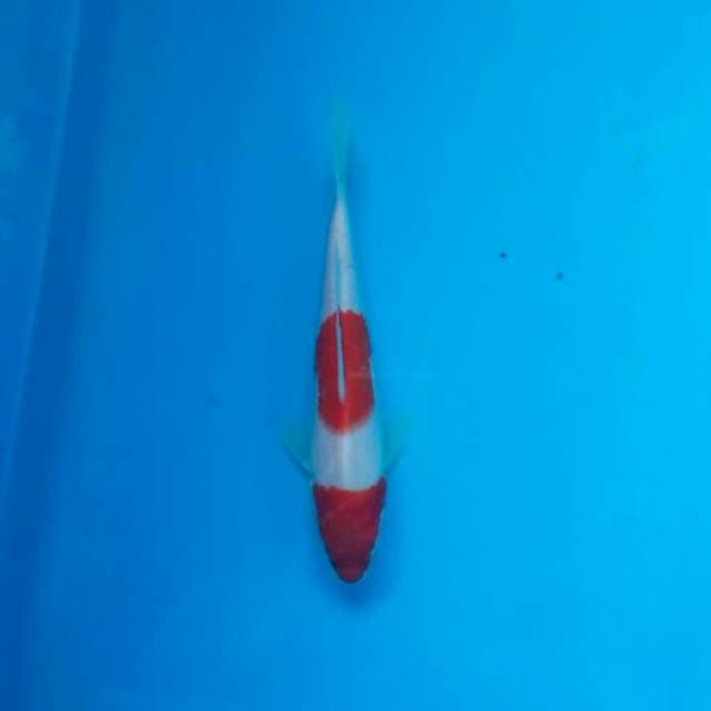 Kohaku anetto serti