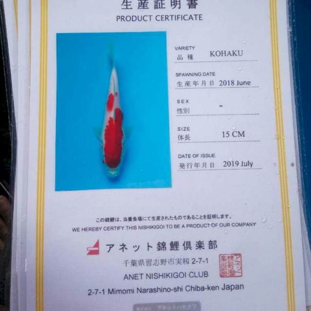 Kohaku anetto serti