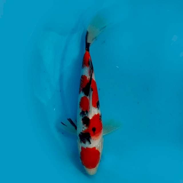 MARUTEN SANKE - 27CM