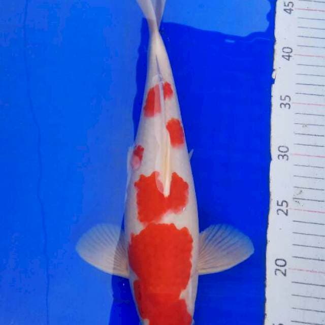 kohaku strong