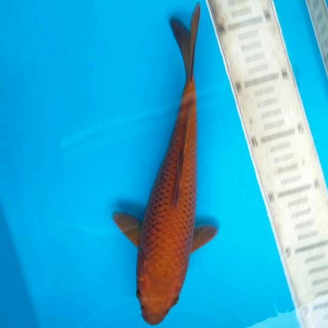 CHAGOI T28 25CM FEMALE