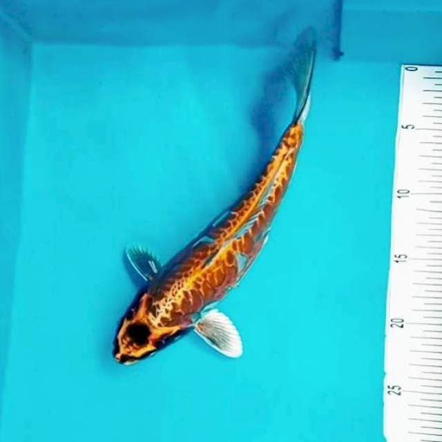 7. Magic Fish || 27 cm
