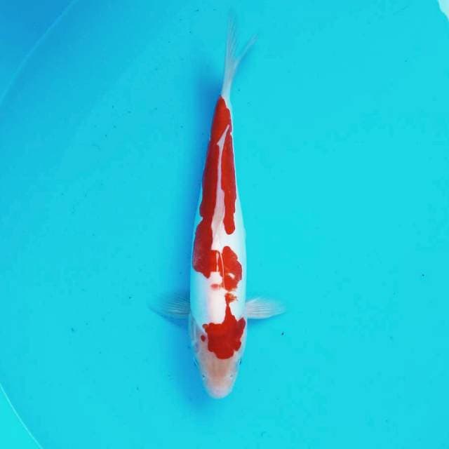 9. Kohaku Doitsu || 32 cm
