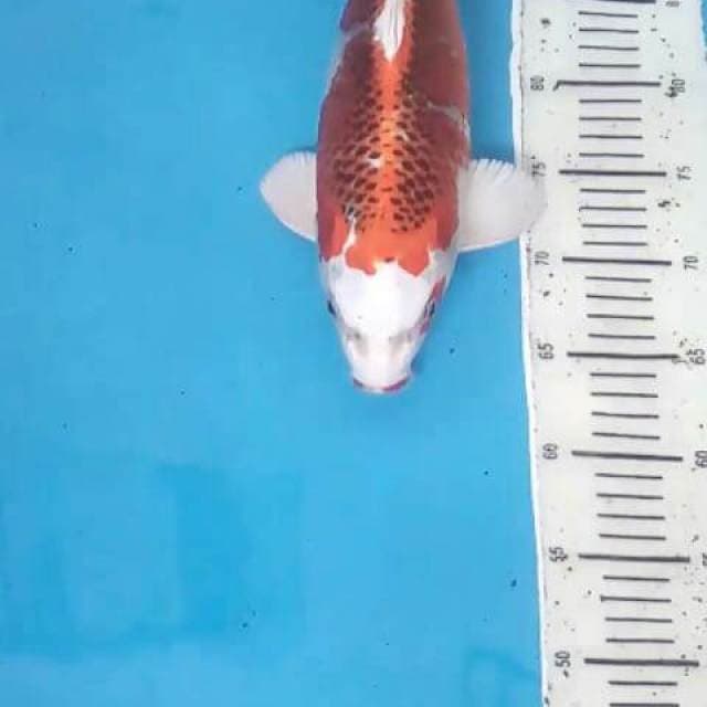 Kujaku jumbo