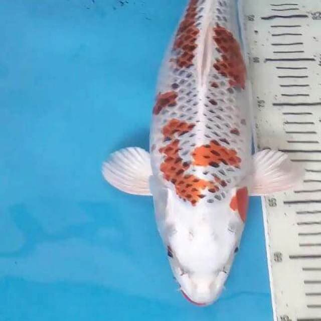 Kujaku Jumbo