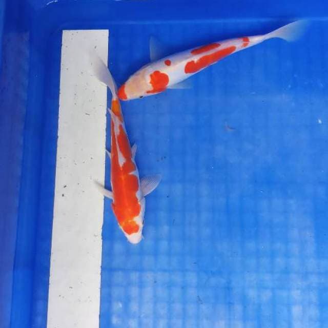 Kohaku doit n sisik