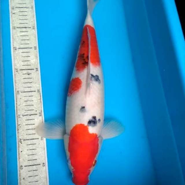 Sanke 44cm