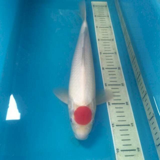 Tancho Kohaku, Male 40 cm