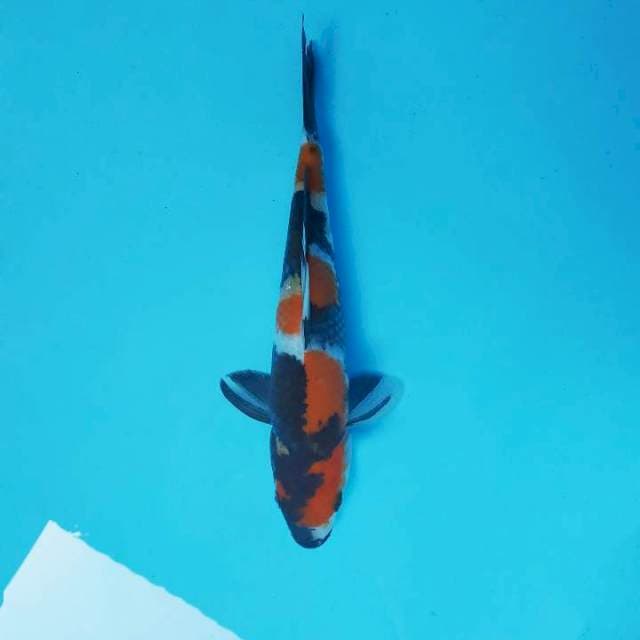 SAKHI 6 - SHOWA SANSOKU ®