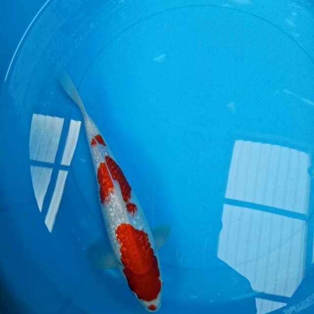 Full ginrin 31 cm