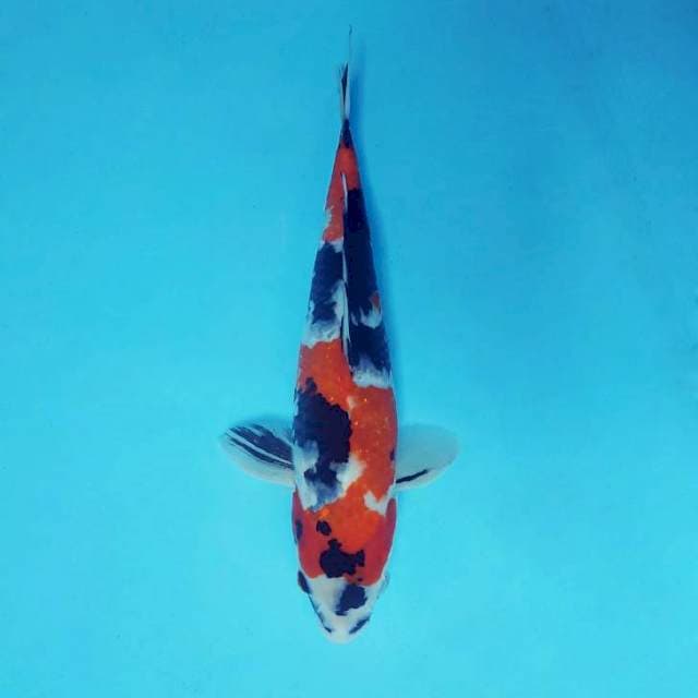 SAKHI 7 - SHOWA SANSOKU ®