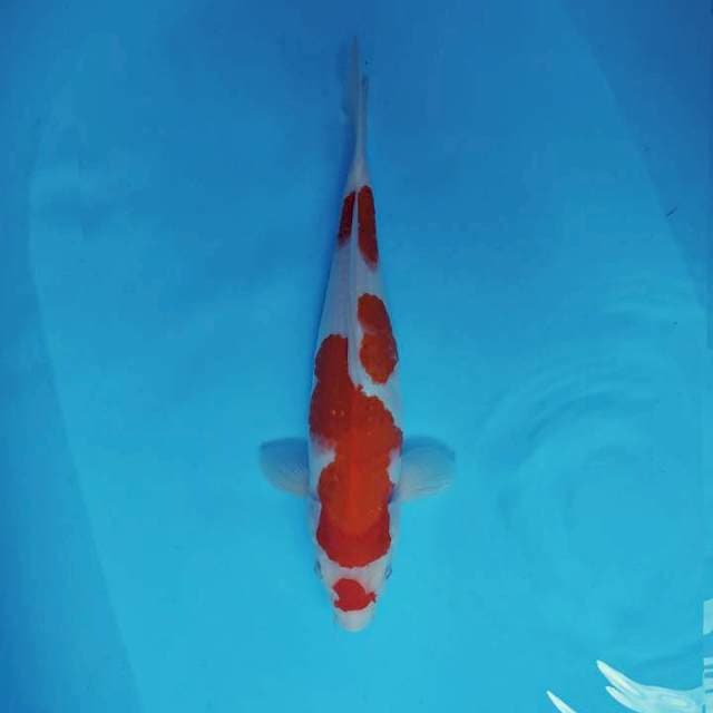 SAKHI 11 - KOHAKU ®
