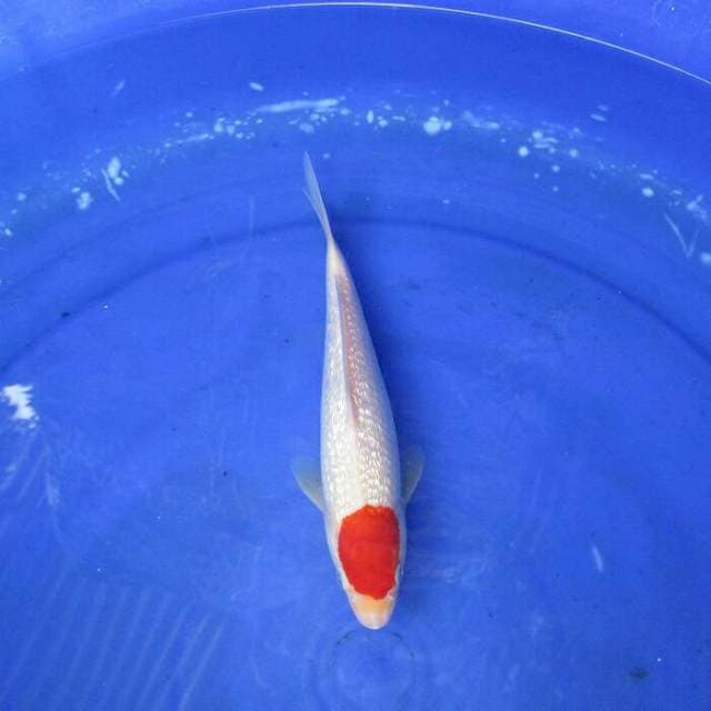 Tancho ginrin full rapi ±22cm