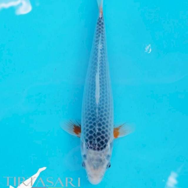 Asagi Juara 4 1st Malang Koi Show