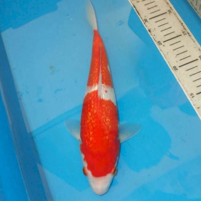 KINGINRIN KOHAKU 31cm