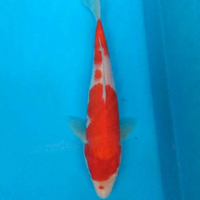 KOHAKU STRONG