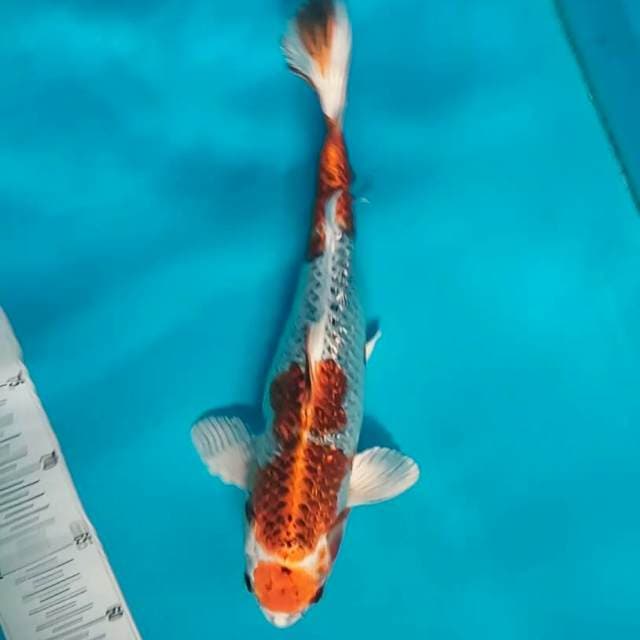 Maruten kujaku*37cm