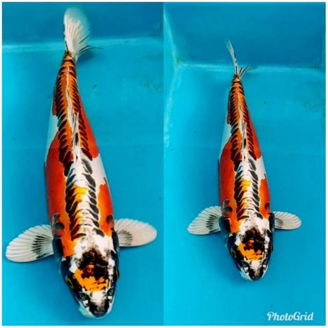 SPESIAL KIKOKURYU PUNUK