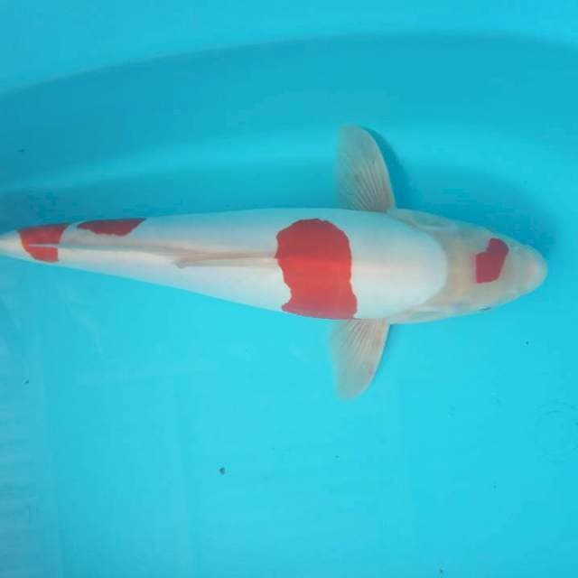 DOITSU MURNI JANTAN 35 CM