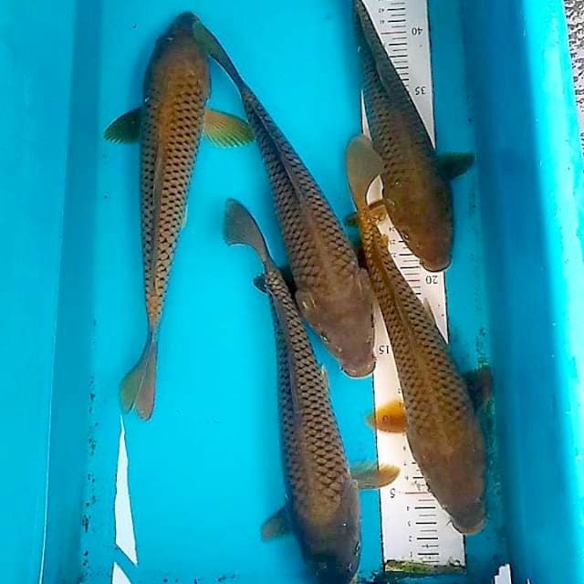 Paket 5 ekor pejinak kolam
