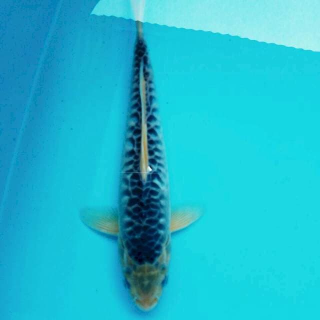 Kamigoi rapi*27cm
