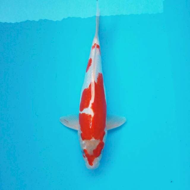 Doitsu kohaku*35cm