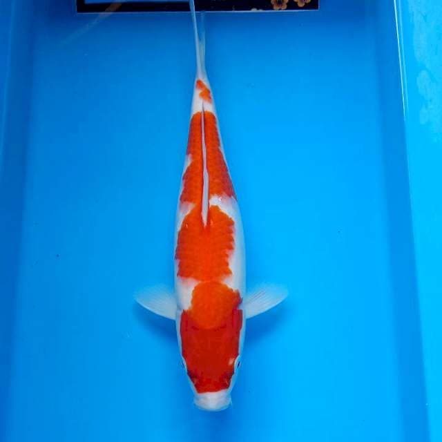 Kohaku import serti